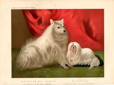 Stampa antica cani POMERANIA
