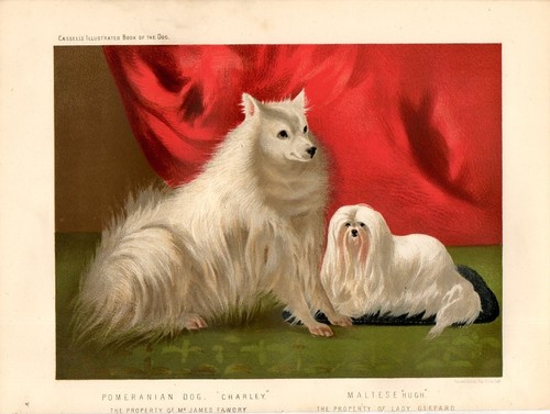 Stampa antica cani pomerania - antica,