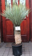 Yucca rostrata dal - , messico