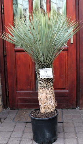 Yucca rostrata dal messico - yucca,