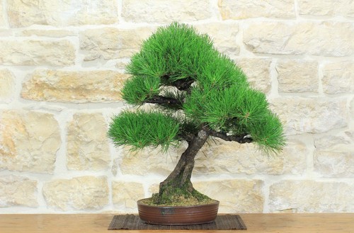 Bonsai pino nero - di, thunbergii