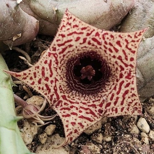 Huernia volkartii var repens - volkartii, var.