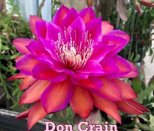 Très rare epiphyllum don - epiphyllum, “don