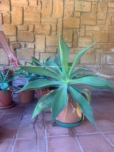 Pianta succulenta famiglia