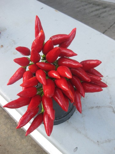 Peperoncino forma di - ",
