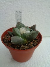 Ariocarpus confusus x
