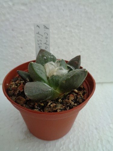 Ariocarpus confusus - , x
