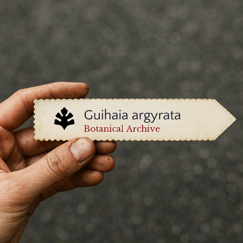 Guihaia argyrata guilin - argyrata, |