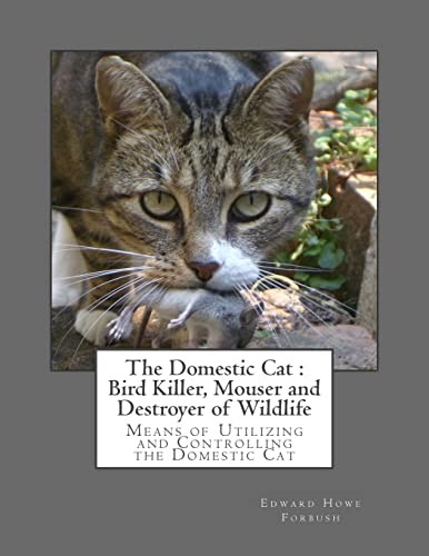The domestic cat bird - domestic, :