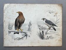 Edouard Traviès, Aquila reale