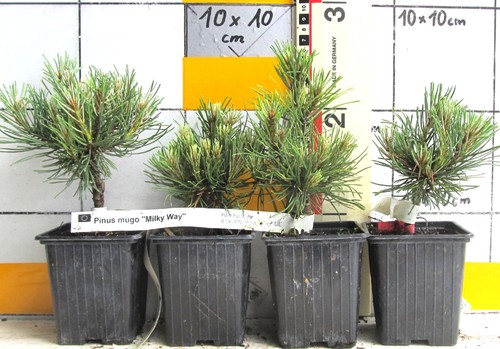 Pinus mugo milky - mugo, way"