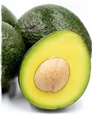 PERSEA AMERICANA PIANTA DI AVOCADO REED INNESTATA FOTO REALI FRUTTI TROPICALI