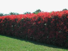 Photinia x fraseri cv. "red