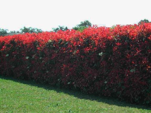 Photinia fraseri red - photinia,