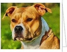 American Staffordshire Terrier
