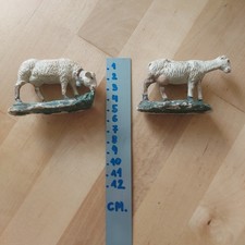 Coppia pecore al pascolo