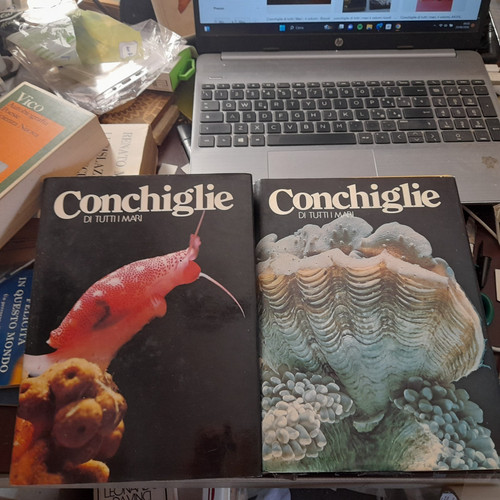 Conchiglie tutti mari - conchiglie,