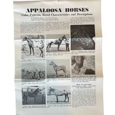 Vintage Appaloosa Horses