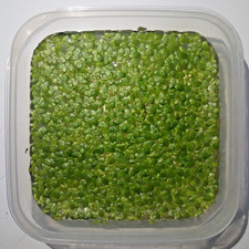 Lemna minor – piante vive per aquario dolce