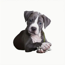 PITBULL CANE ANIMALE CUCCIOLO