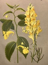 Incisione su legno piante