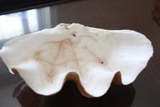 Vecchia Conchiglia Tridacna