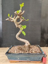 bonsai di fico  h 37 cm visita