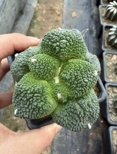 Ariocarpus scheidw - 1,