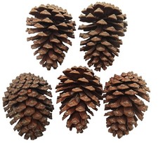 SALDI ! 5 Pigne Coni Grandi