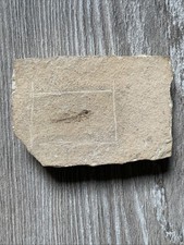 Fossili. Fossile di pesce