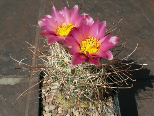 Sclerocactus nyensis djf 707 - nyensis,