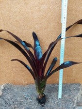 Aechmea fulgens "Nergra"