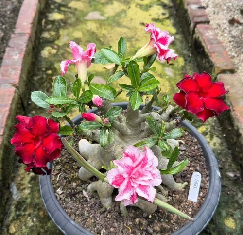 Adenium obesum wysiwyg - obesum,