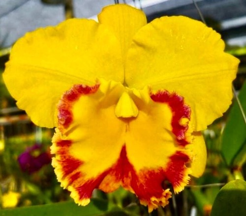Cattleya golden fire nuovo - golden,