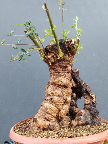 Bonsai olivastro 40x30 - bonsai,