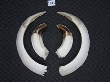 Wild boar tusks (no. 1671)