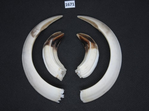 Wild boar tusks - (no., 1671)