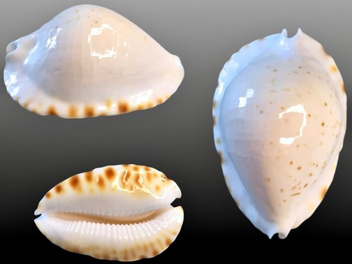 Cypraea zoila marginata - cypraea,,