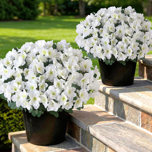 Set alberi topiari - set, 2