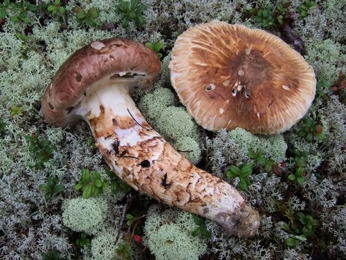 Tricholoma matsutake - matsutake,