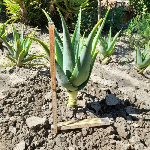 Aloe arborescens pianta - , di