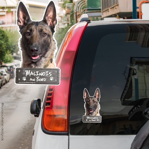 Adesivo auto malinois - auto,