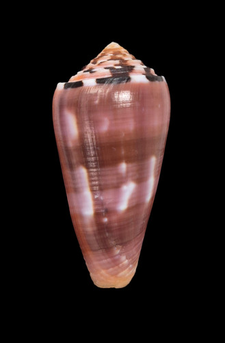 Conchiglia shell conus - shell,