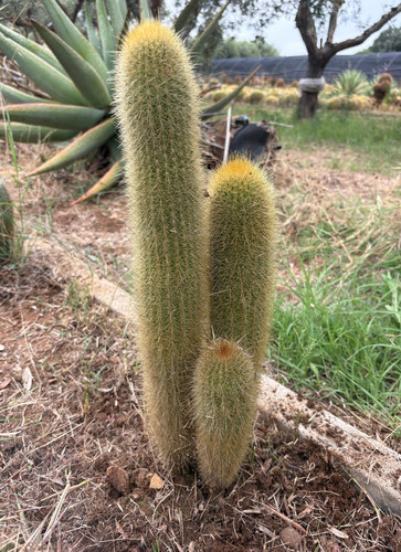 Pilosocereus chrysostele - chrysostele,