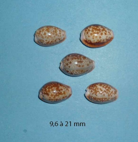 Cypraea helvola argella - ,