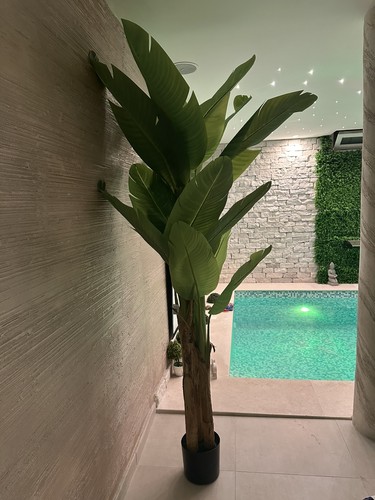 Pianta banano finta banana - pianta,