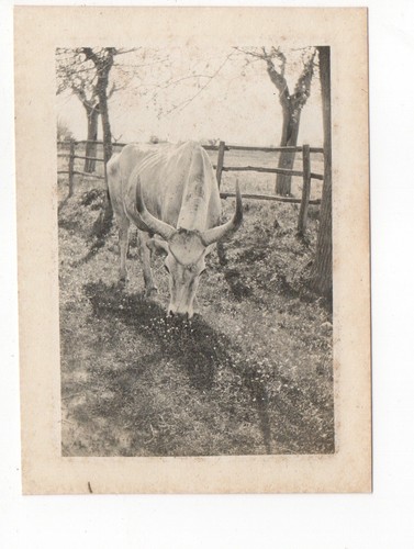 Fotografia originale 1905 - fotografia,