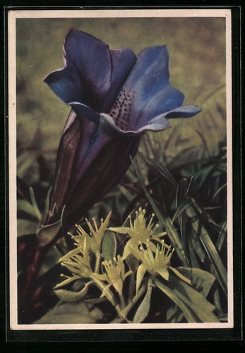 Genziana fiore nell - genziana,