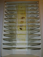 12 microscope slide by NBS.