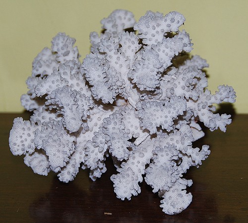 Corallo bianco naturale - •,